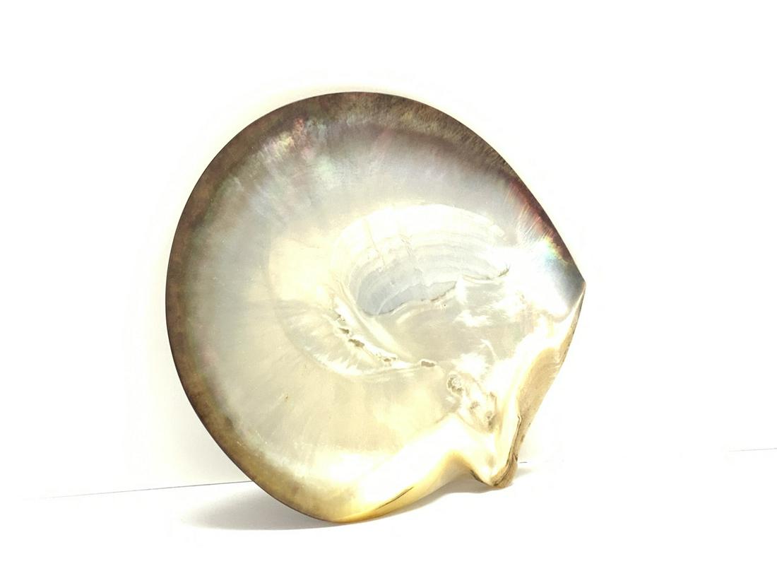 Abalone Shell: Abalone Shell Dimensions: 7" X 6 1/2"