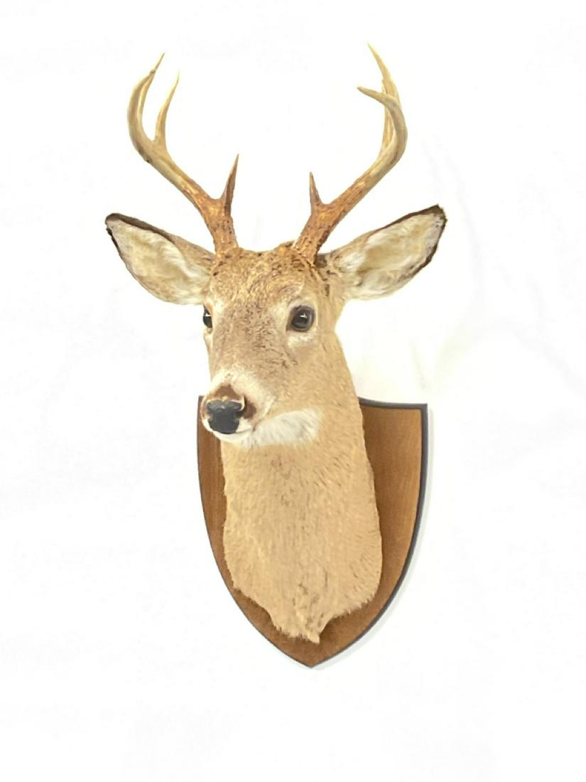 8 Point Deer Taxidermy Deer Mount: Eight point buck deer mount.