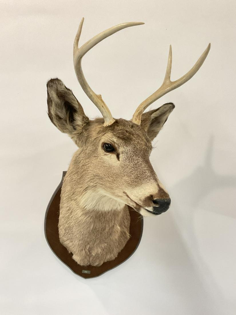 4 Point Deer Taxidermy Deer Mount: Four Point Deer Taxidermy Deer Mount.