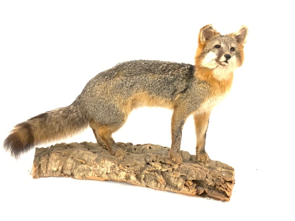 Taxidermy Fox Mounted on Tree Stump (1 of 3)