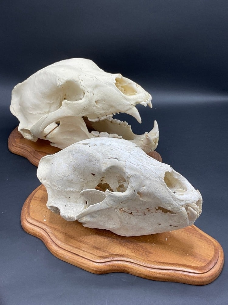 Two (2)  Mounted  Bear Skulls (1 of 5)