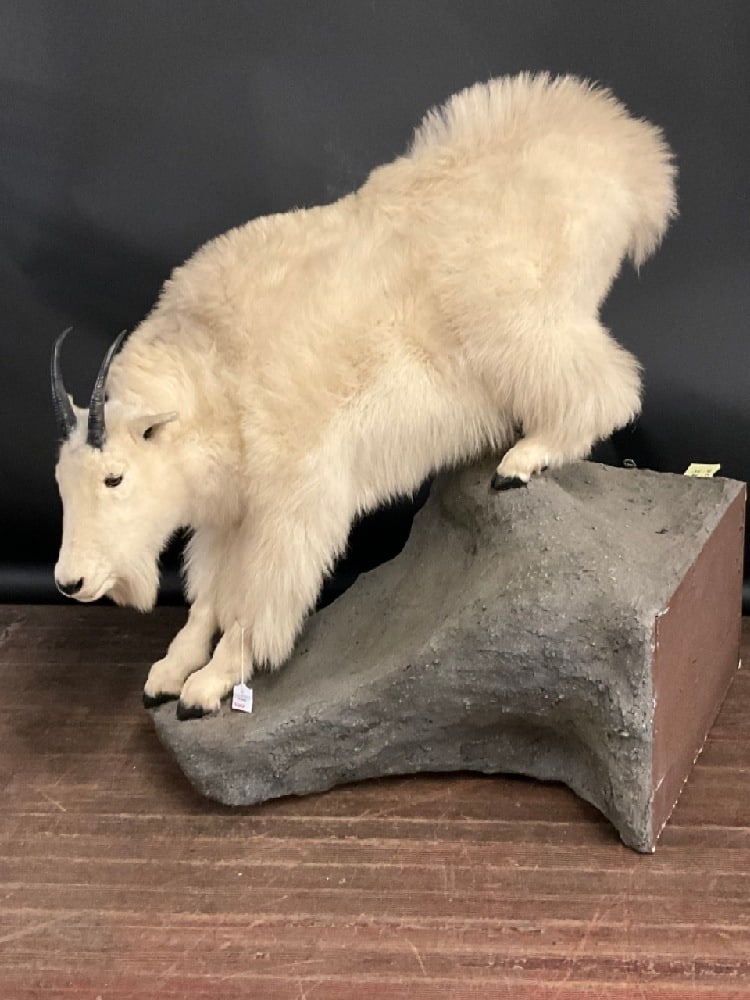 Full Bodied Mountain Goat Taxidermy Mount: Full Bodied Mountain Goat Taxidermy Mount. Base is mountable to wall. Dimensions: 51” x 39” x 55”