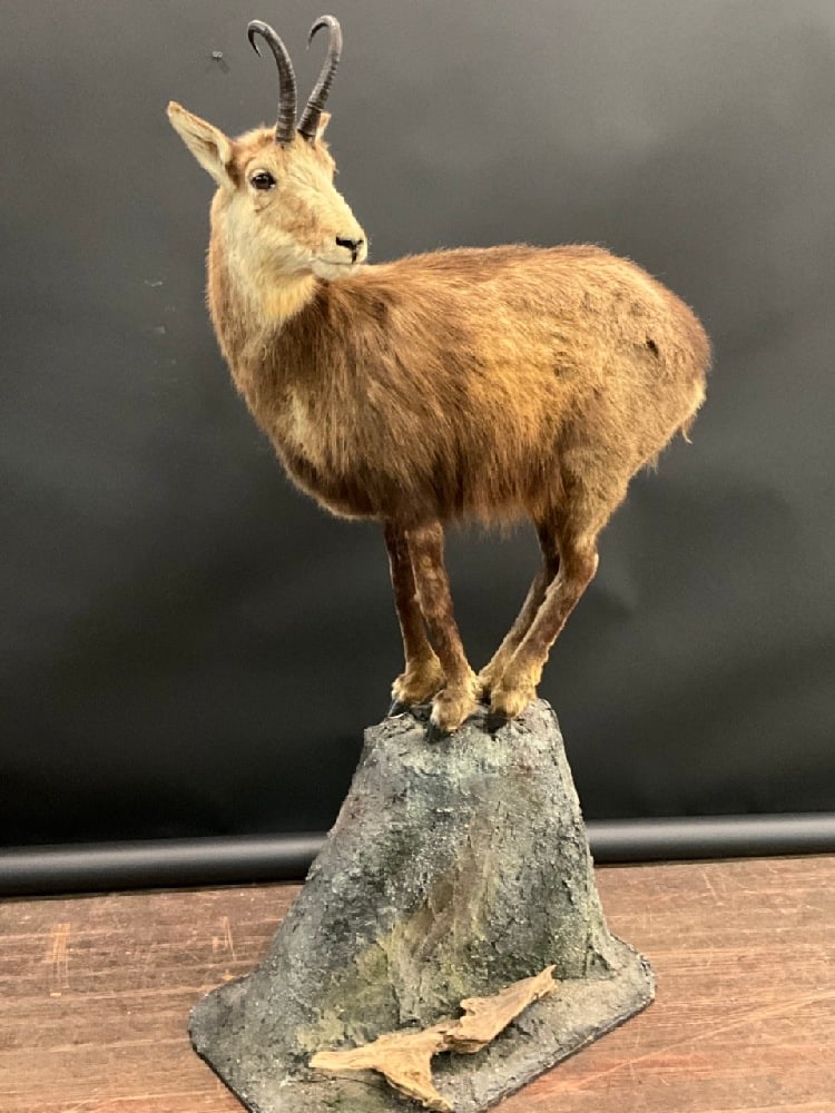 Mountain Goat Taxidermy Full Bodied Mount: Mountain Goat Taxidermy Full Bodied Mount.Dimensions: 63” x 32” x 20”