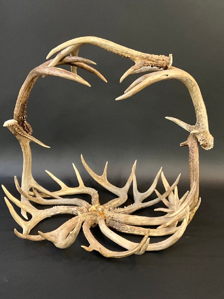 Large Deer Antler Centerpiece Basket: Deer Antler (Stag) Centerpiece Basket. Dimensions: 21” x 21”