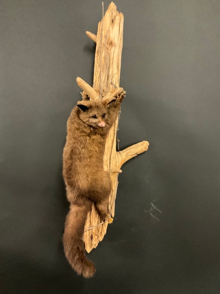 Brush Tail Possum Taxidermy Mount "Climbing Tree": Dimensions: 40” x 12” x 8”