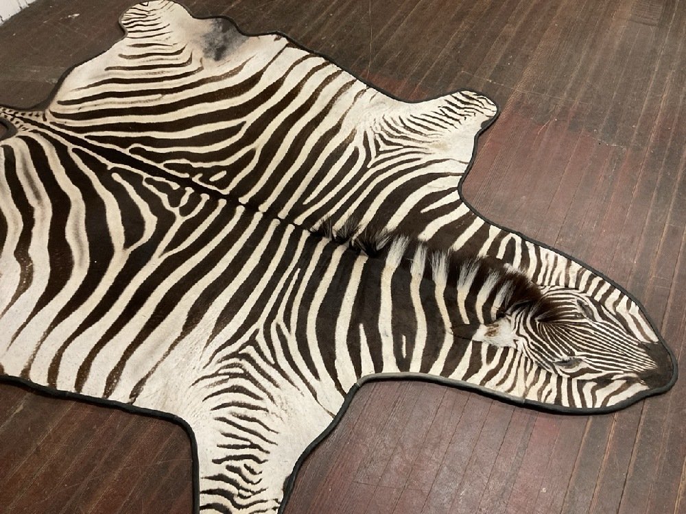 Plains Zebra Black & White Hide Rug: Zebra hide rug. Some areas of wear. Overall very good. Dimensions: 129” x 74”
