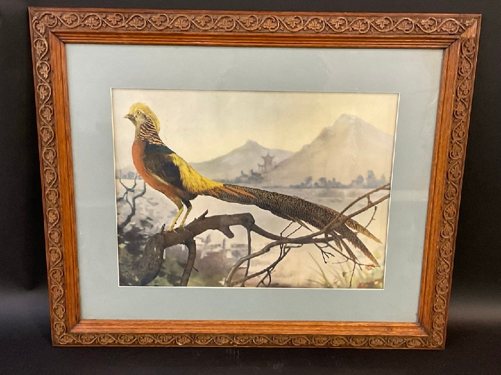 Hand Colored Photograph of Pheasant in Mountain Landscape (1 of 5)