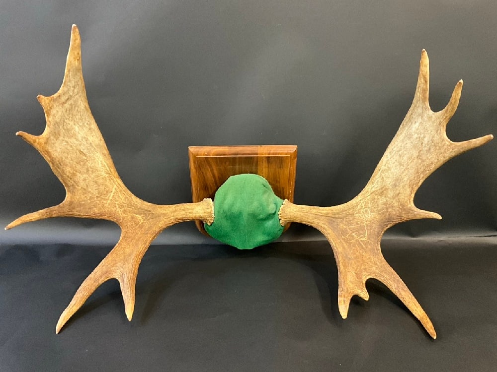 Moose Antlers: Moose Antlers mounted to plaque for wall display. Dimensions: 23 1/2” 36” x 16”