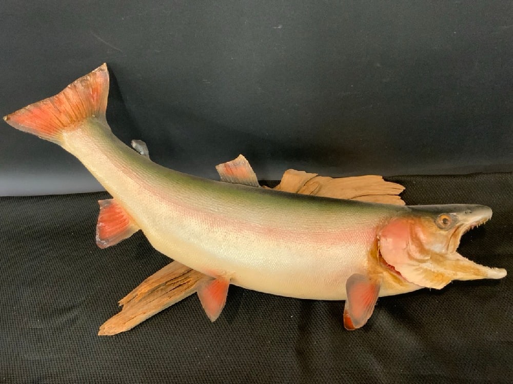 Rainbow Trout Mount: Rainbow Trout Mount Dimensions: 30” L x 10” H Good Condition, Please See Preview Photographs