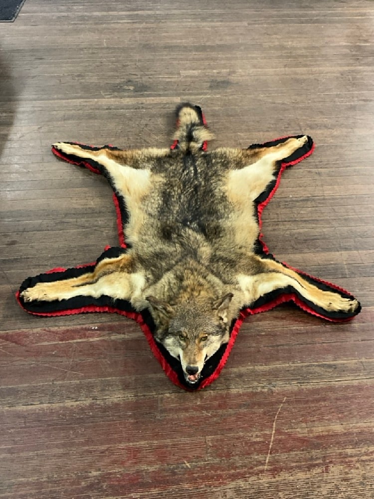 Coyote Hyde Area Rug: Dimensions 5 ft 4” x3 ft 11”. Please see photograph preview.
