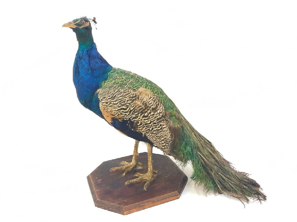19th c. Taxidermy Peacock On Wooden Base (1 of 5)