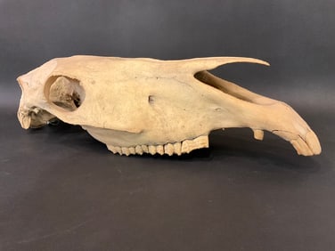 Horse Skull