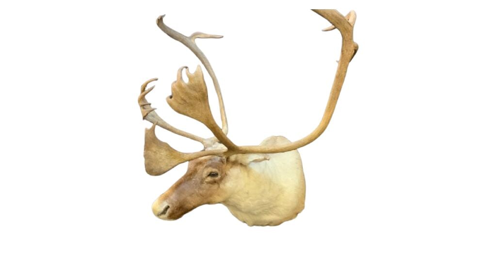 Caribou Taxidermy Wall Mount: Caribou Taxidermy Wall Mount.Dimensions 43” x 32.5” x 32” Please see photograph preview