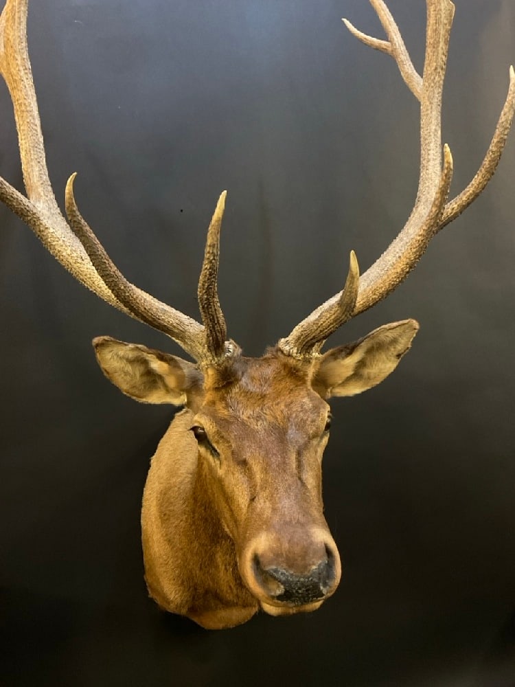 Red Stag Taxidermy Wall Mount (1 of 7)