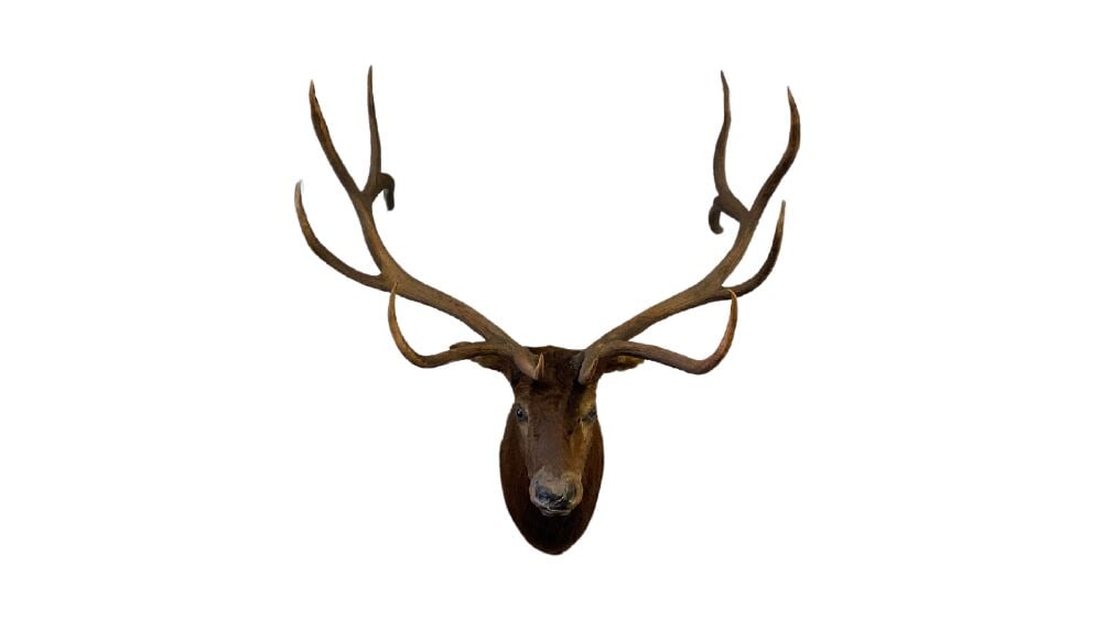 Massive Oversized Elk Taxidermy Wall Mount (1 of 6)