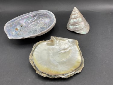 Abalone Shell Lot