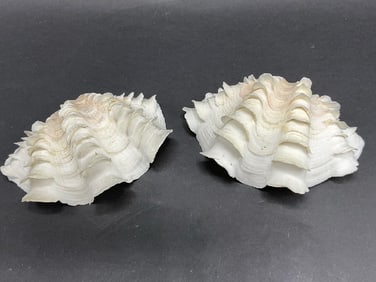 (2) Fluted Tridacna Clamshells