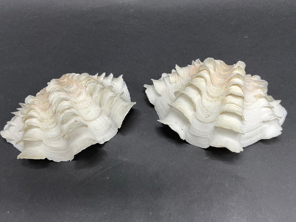 (2) Fluted Tridacna Clamshells: (2) Fluted Tridacna Clamshells. Dimensions: 2 1/2” x 6” x 4”