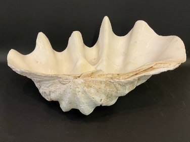 Giant Natural Clamshell 26 1/2"