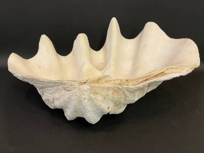 Giant Natural Clamshell 26 1/2": Giant Natural Clamshell.Dimensiosn: 12&rdquo; x 26 1/2&rdquo; x 18&rdquo;