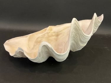 Large Natural Clamshell 19 1/2"