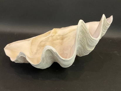 Large Natural Clamshell 19 1/2": Large Natural Clamshell 19 1/2".Dimensions: 10&rdquo; x 19 1/2&rdquo; x 12&rdquo;