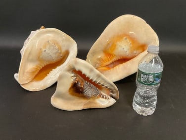 Three (3) Large Conch Shells