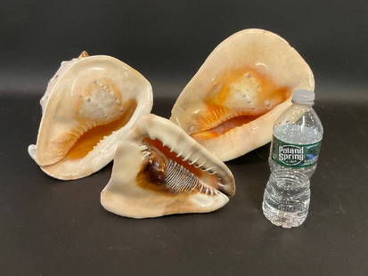 Three (3) Large Conch Shells: Three (3) Large Conch Shells.Dimensions: 12&rdquo; x 10&rdquo; x 9&rdquo;