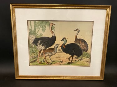 19th Century Framed Print of Exotic Birds After Gotthilf Heinrich von Schubert