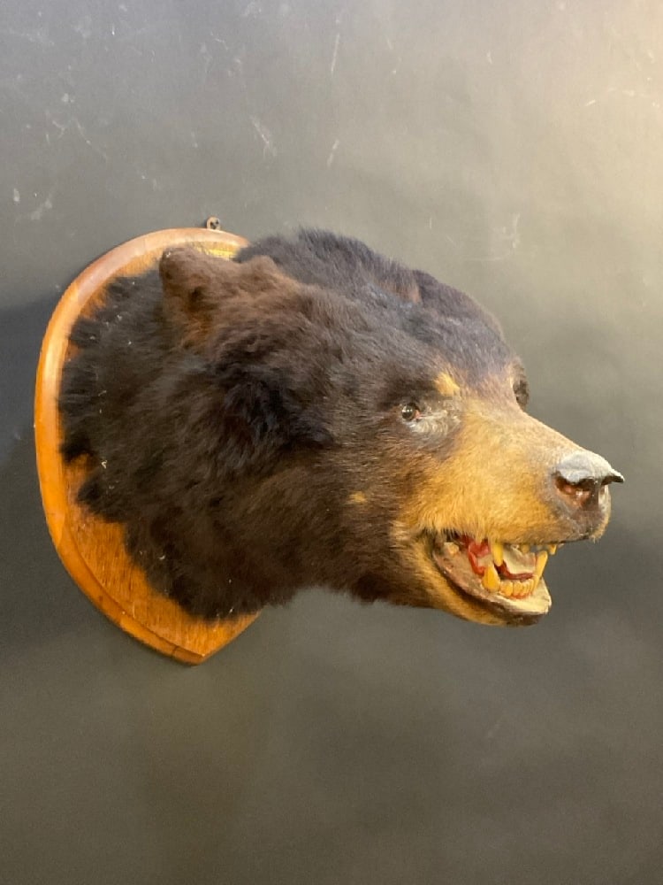 Taxidermy Bear Mount (1 of 3)