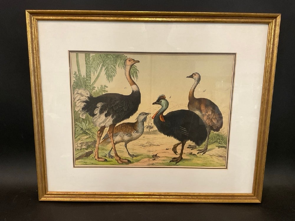 19th Century Framed Print of Exotic Birds After Gotthilf Heinrich von Schubert (1 of 4)