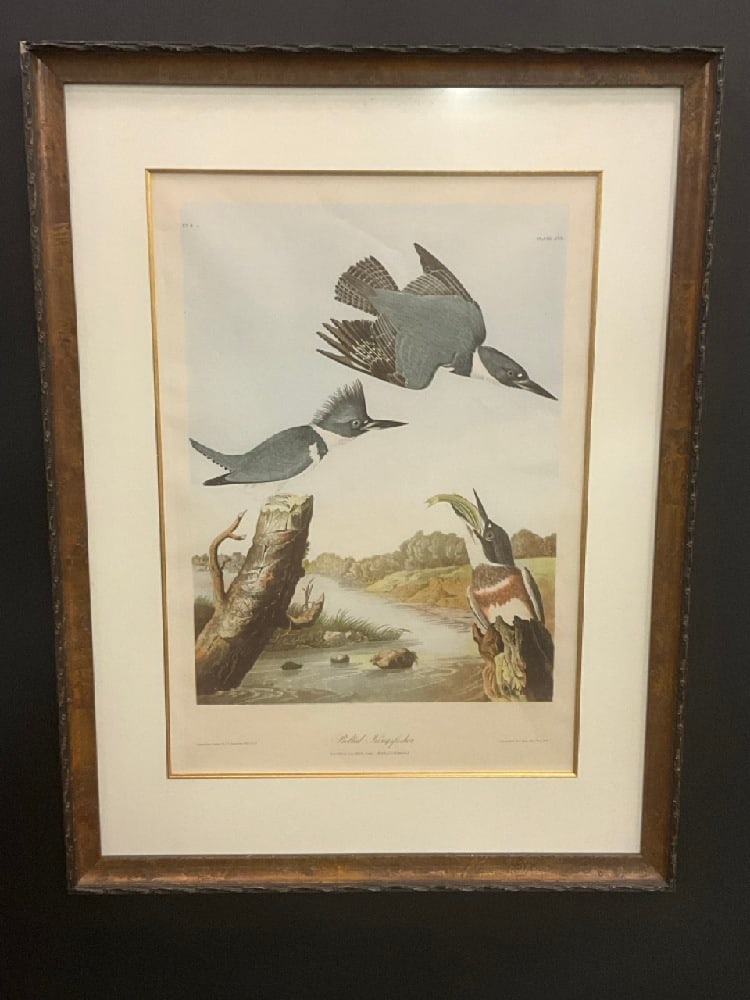 Large Audobon Belted Kingfisher Pring House in Burlwood Frame: Large Audobon Belted Kingfisher Pring House in Burlwood Frame.Dimensions: 43” x 32 1/2” and 31 x 21 1/2” framed. Excellent quality burlwood frame. Some creases seen in print. Please