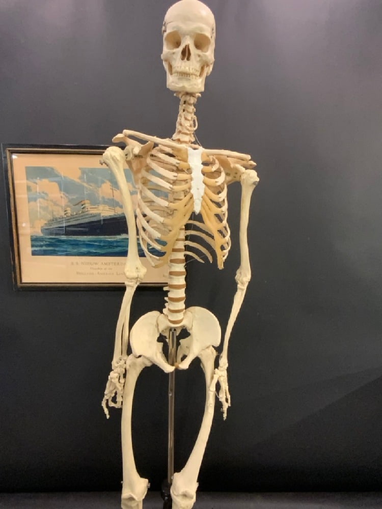 Full Life Size Skeleton. Dating c. 1960's. Skeleton is missing it's feet. Does not come with pole: Full Life Size Skeleton. Dating c. 1960's. Skeleton is missing it's feet. Does not come with pole base. Overall Good Condition, Please See Photographs Preview( missing feet)Dimensions: 63” H