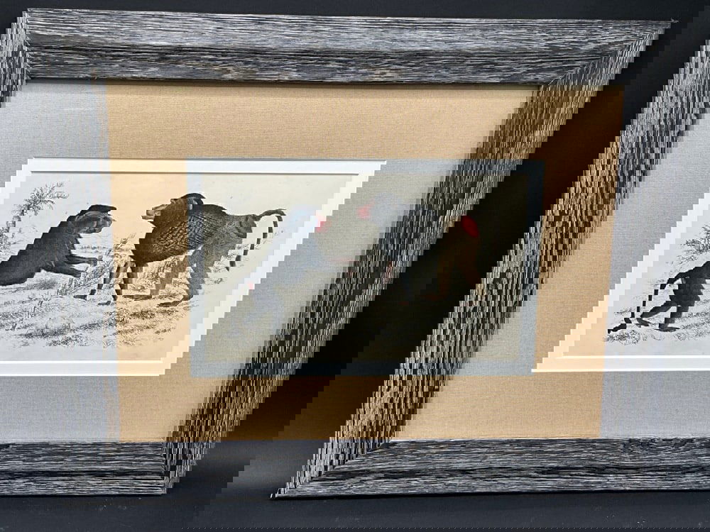 C. 1847 Hand Colored Print "Baboons"Dimensions: 13 1/2" X 17" Framed.: C. 1847 Hand Colored Print "Baboons"Dimensions: 13 1/2" X 17" Framed.