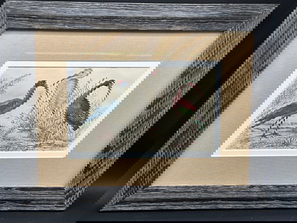 19th c. Birds Hand Colored Print.Dimensions: 13 1/2" X 17" Framed.: 19th c. Birds Hand Colored Print.Dimensions: 13 1/2" X 17" Framed.