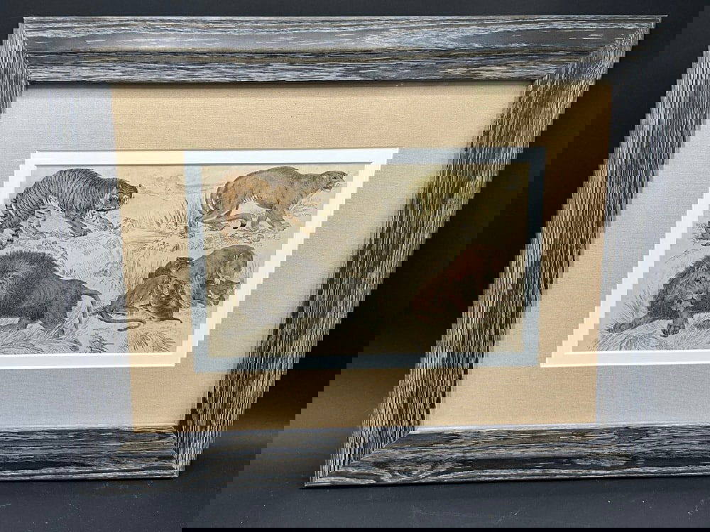 19th c. Lions Hand Colored Print.Dimensions: 13 1/2" X 17" Framed.: 19th c. Lions Hand Colored Print.Dimensions: 13 1/2" X 17" Framed.