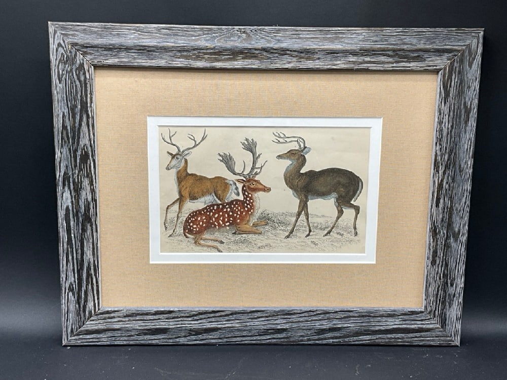 19th c. Deer Hand Colored Print.Dimensions: 13 1/2" X 17" Framed.: 19th c. Deer Hand Colored Print.Dimensions: 13 1/2" X 17" Framed.