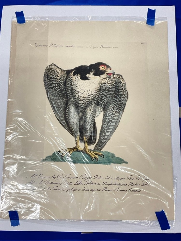 Parviere Pelegrino Plate Number XXIII 1766 Hand Colored Copper Engraving (1 of 5)