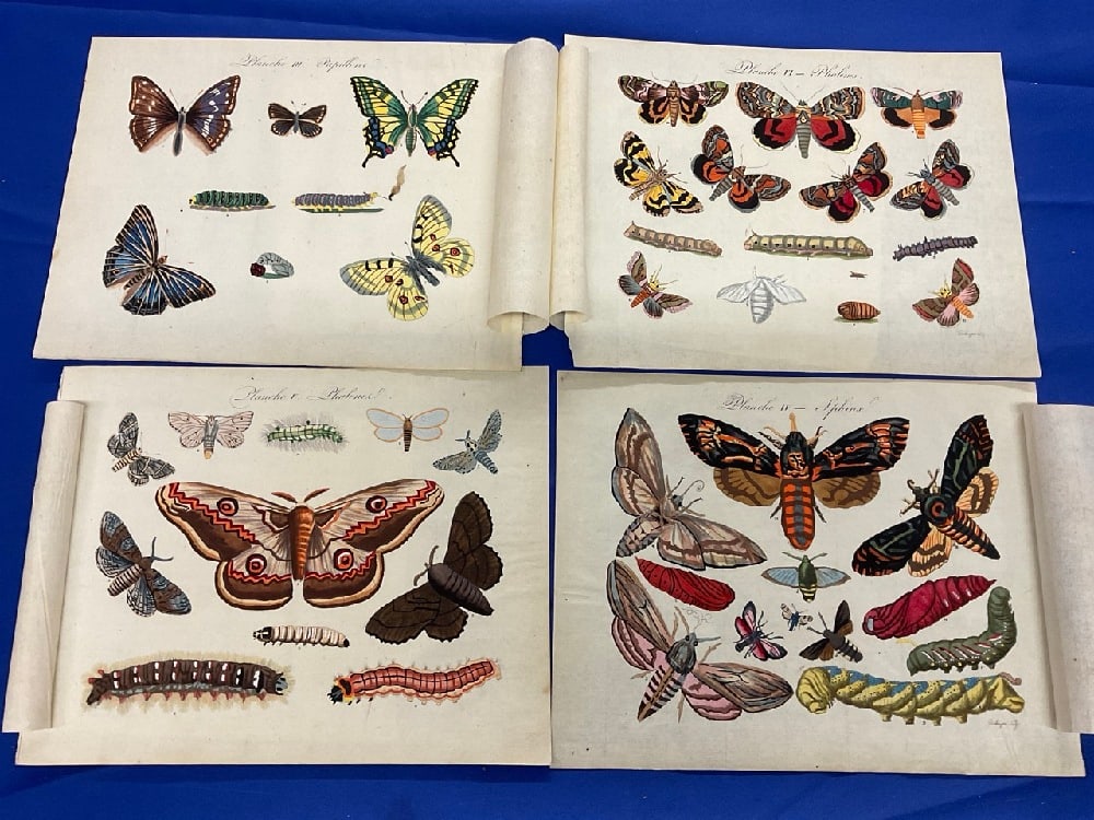 Sir Charles Linnaeus & Ebwnezer Sibley Butterflies Early 19th c. (1 of 8)