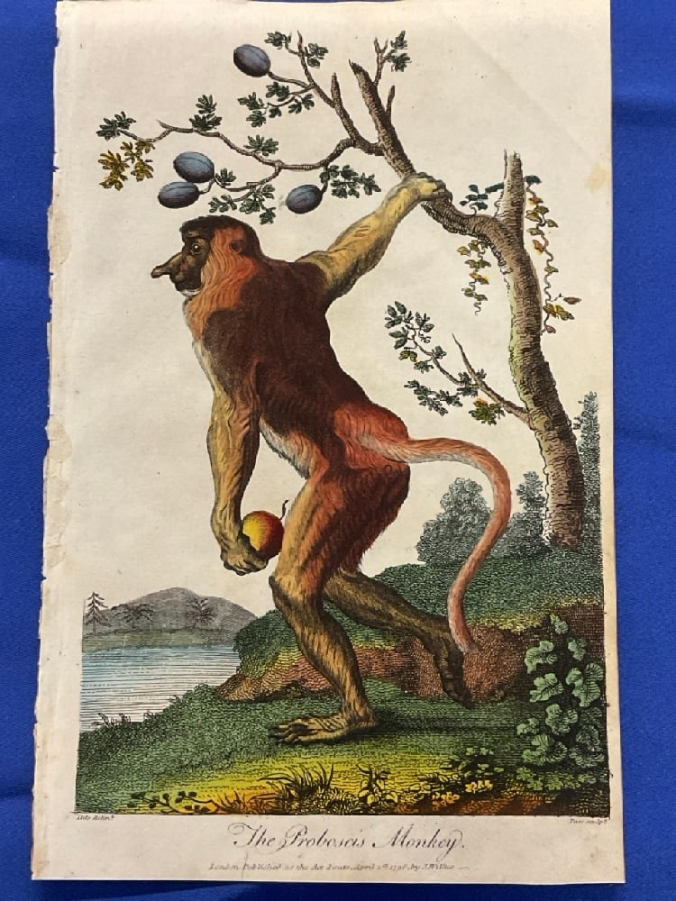 A Proboscis Monkey Hand Colored Print by J. Pass Aft. Johann Eberhard 1727-1814 (1 of 4)