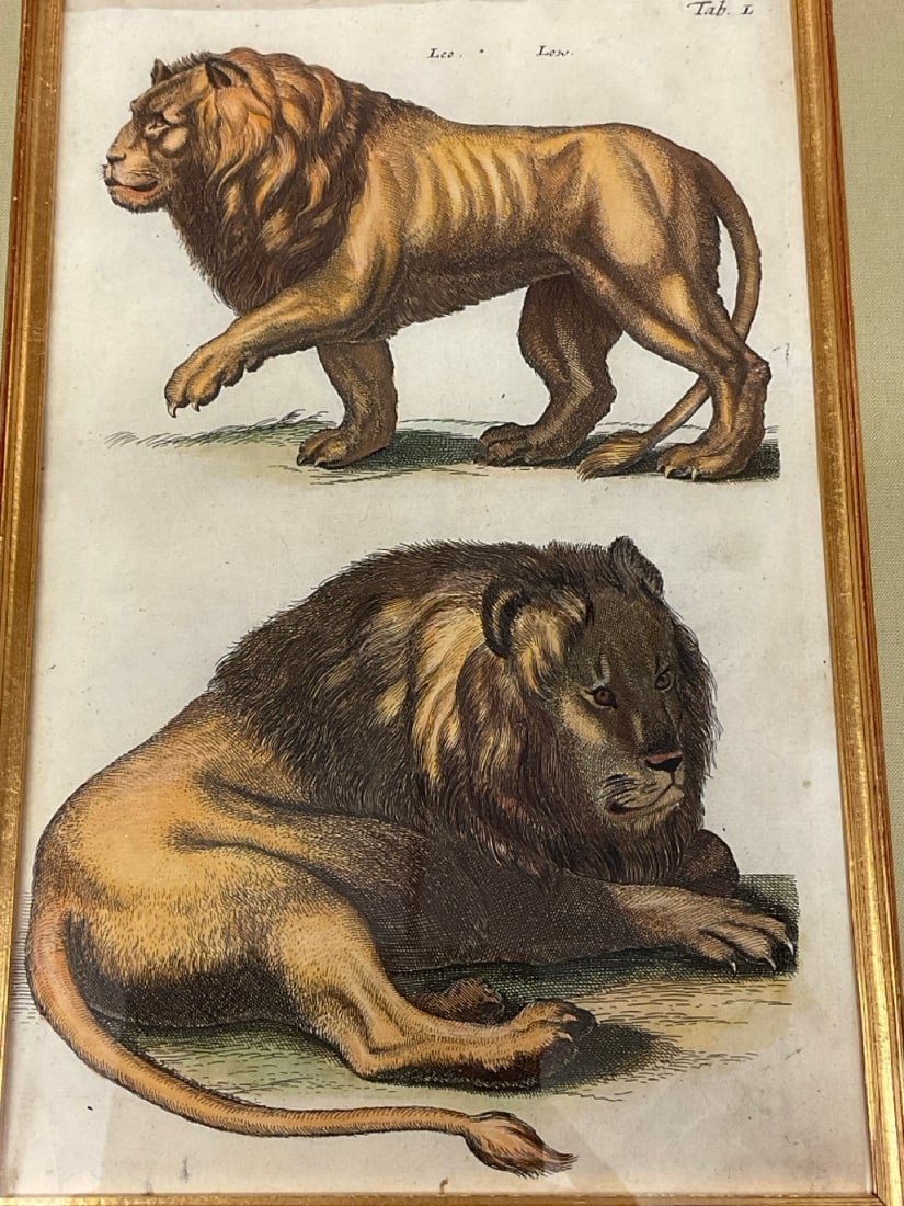 John Jonston "Lions" Hand Colored Copper Plate Engraving: John Jonston "Lions" Hand Colored Copper Plate Engraving.Plate 50, 1657 Matthaus Merian German Engraver.Dimensions: 18" X 14" framed.