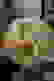 item-44261097=4