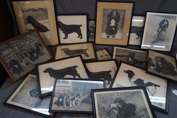 Champion Photographs English Springer, Cocker Spaniels (1 of 10)