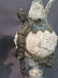 Large French Dore Bronze Ewer Table Lamp Bases - 2