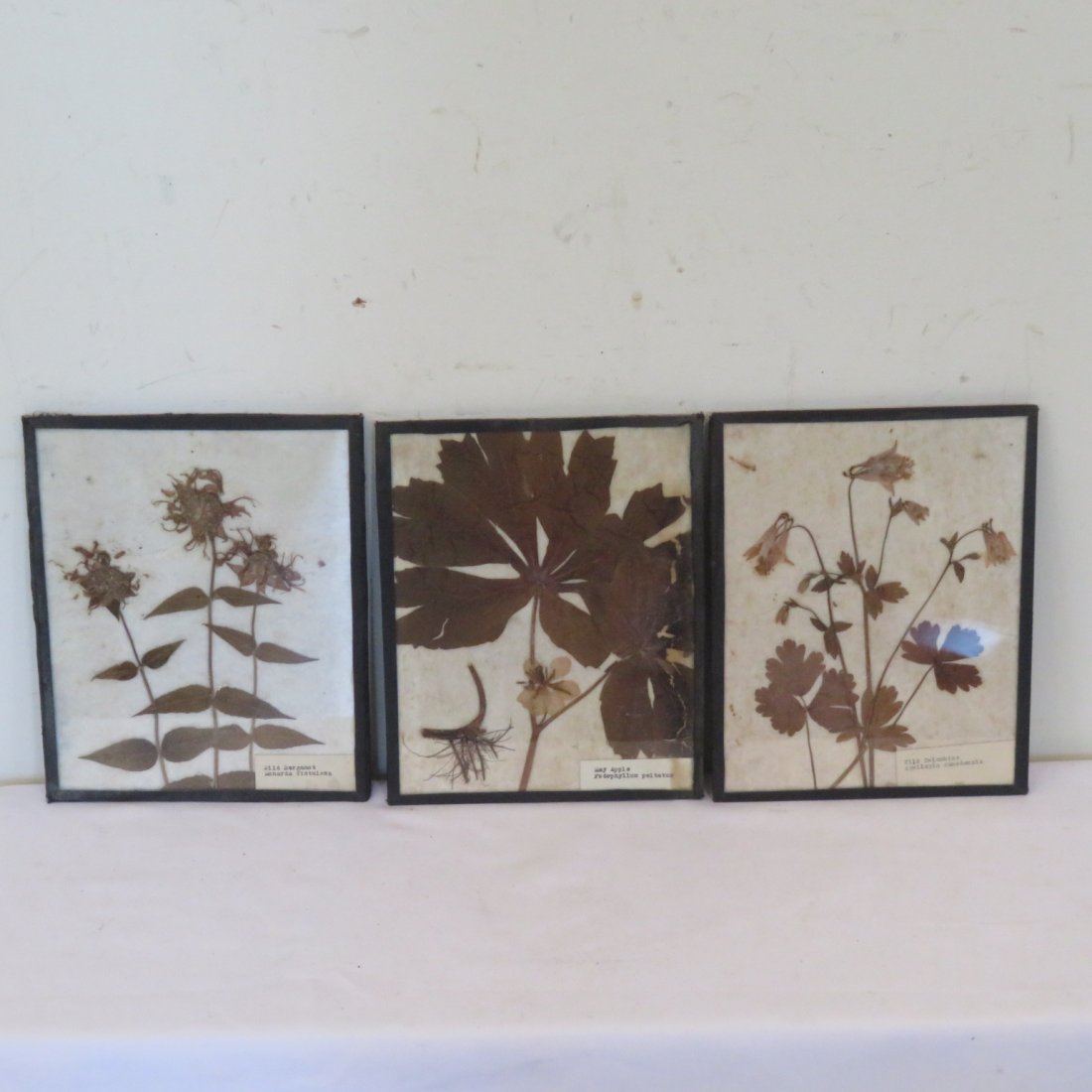 3 late 19th century Botanical Specimens (1 of 4)