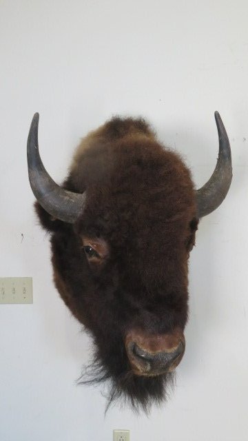 Full head mount of American Bison (1 of 4)