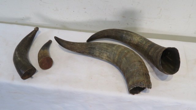 2 powder horns and 2 large bull horns (1 of 7)