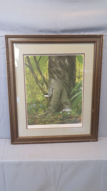 Framed print of a white breasted nuthatch autographed by Ray Harm (1 of 4)