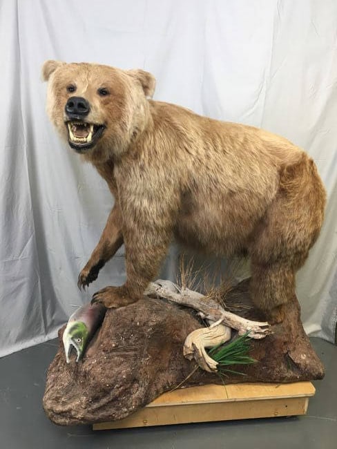 Vintage Taxidermy Brown Bear Mount with Fish and Naturalistic Base (1 of 8)