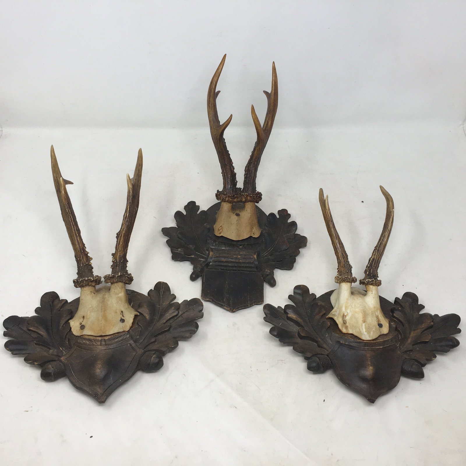 European Roe Deer Mounts on Plaques: European Roe Deer Mounts on Plaques. Skull-cap trophy mounts on carved Black Forest-style oak leaf and acorn plaques. Tallest 11"H